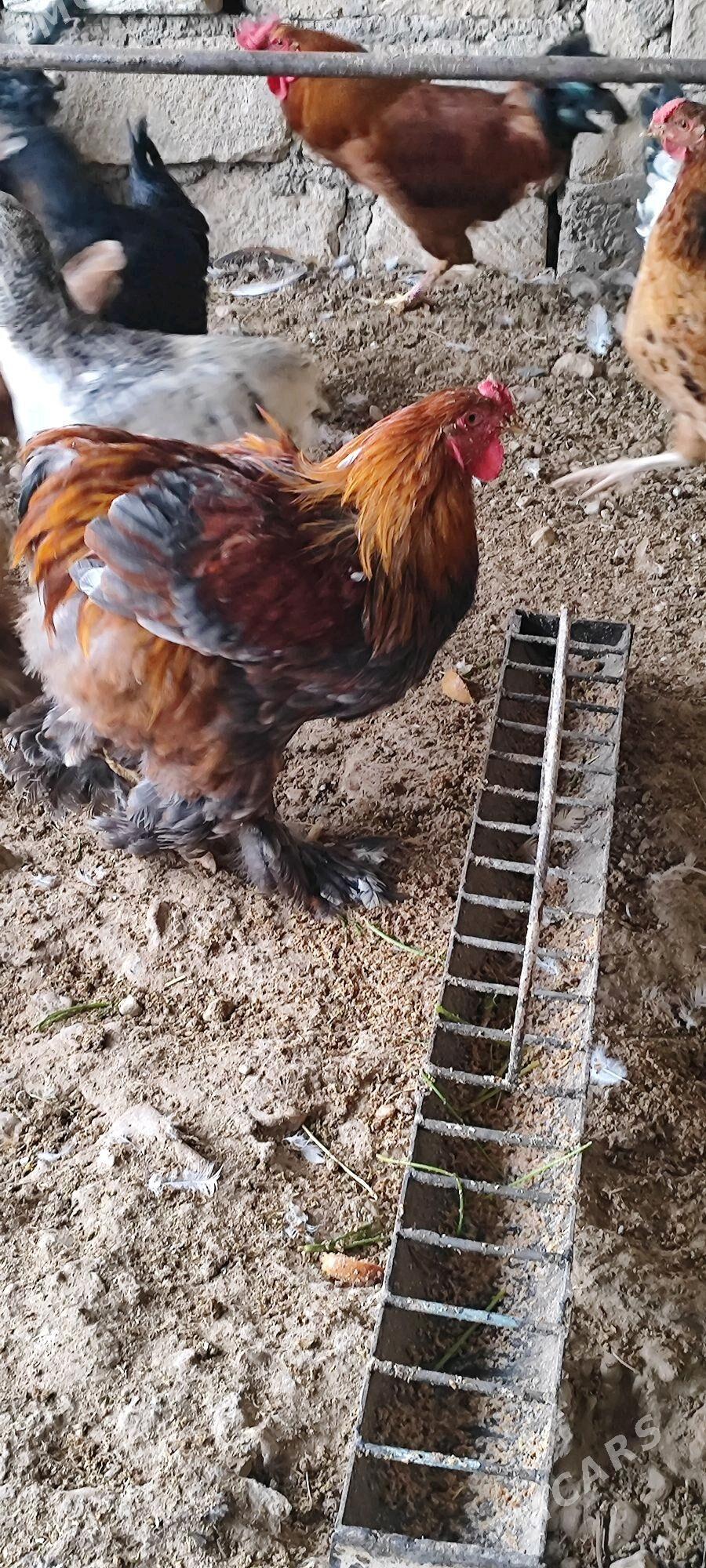 brama towuk - Балканабат - img 2