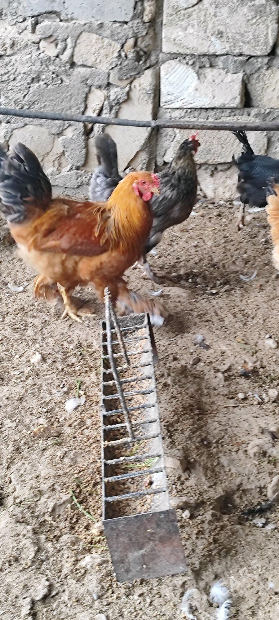 brama towuk - Балканабат - img 3