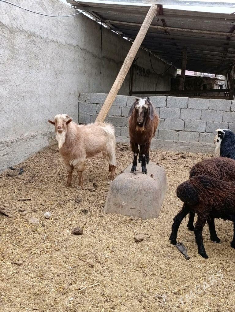 Teke - Bagyr - img 3