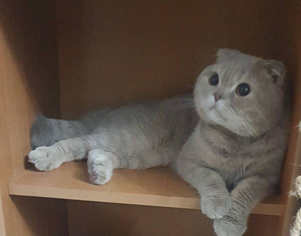 Вислоухий КОТ - Ашхабад - img 4