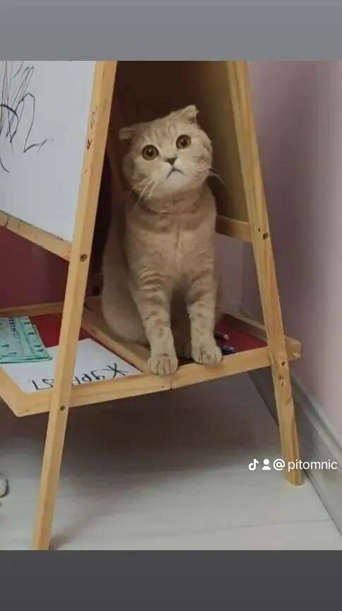 Вислоухий КОТ - Ашхабад - img 2
