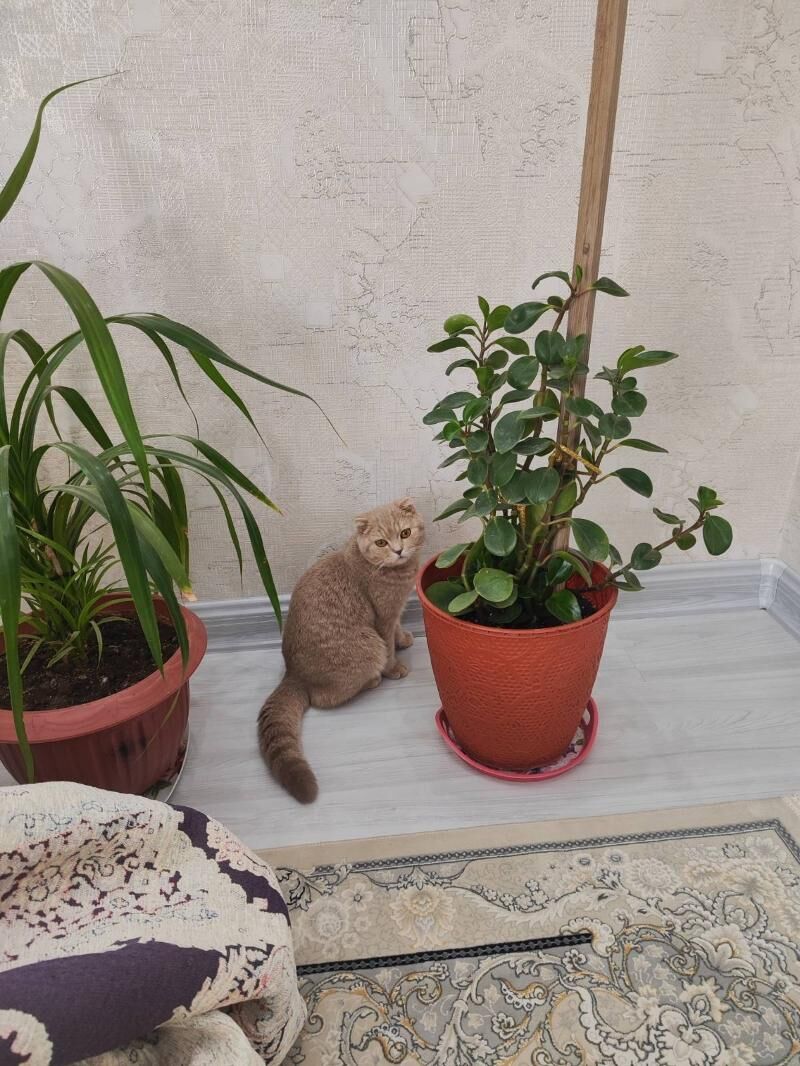 Вислоухий КОТ - Ашхабад - img 9