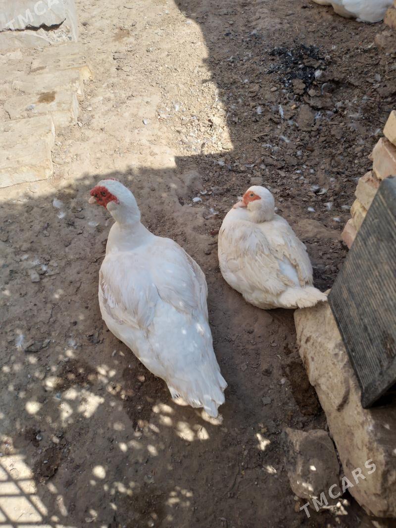 indukutga ördek lotga - Şatlyk - img 2