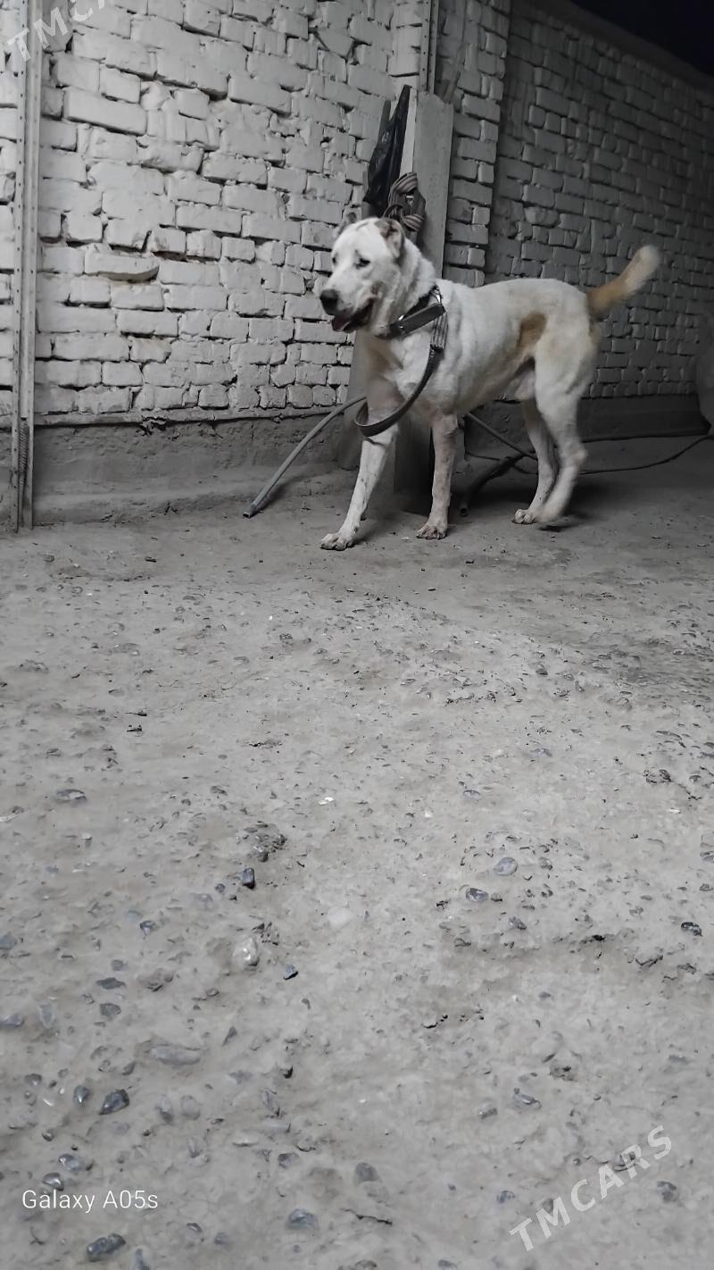 Tűrmen alabayy Akguş - Tejen - img 4