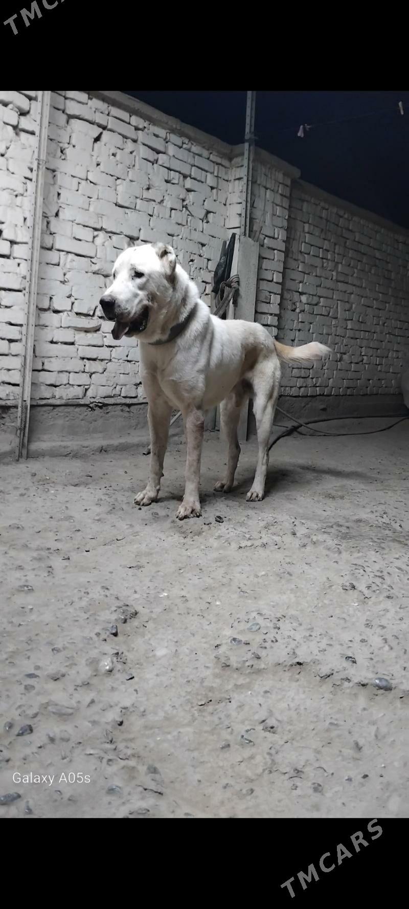 Tűrmen alabayy Akguş - Tejen - img 3