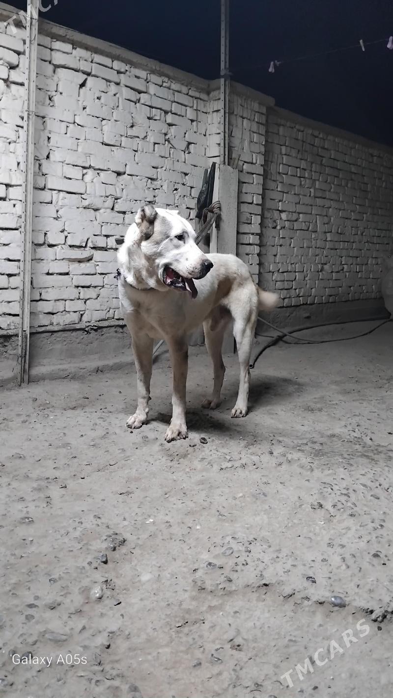 Tűrmen alabayy Akguş - Tejen - img 5