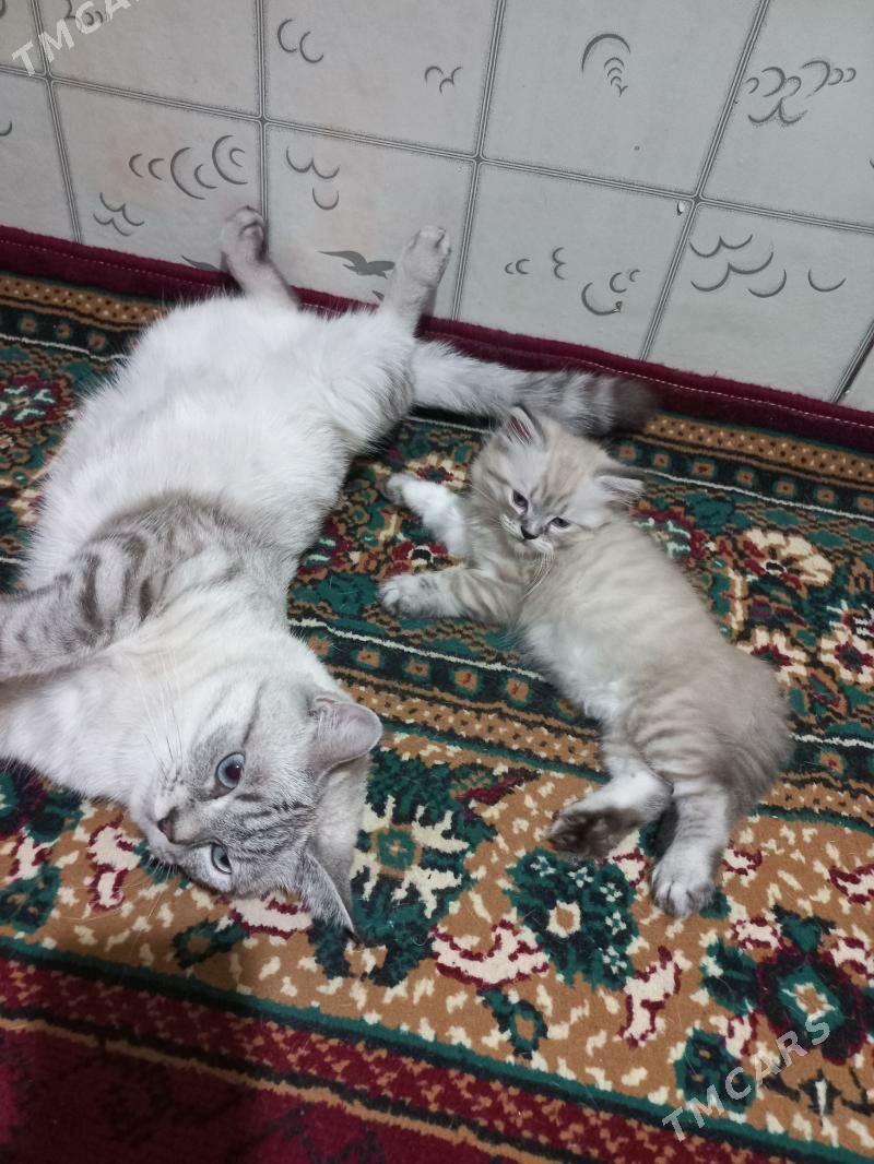 кошка - Туркменабат - img 3