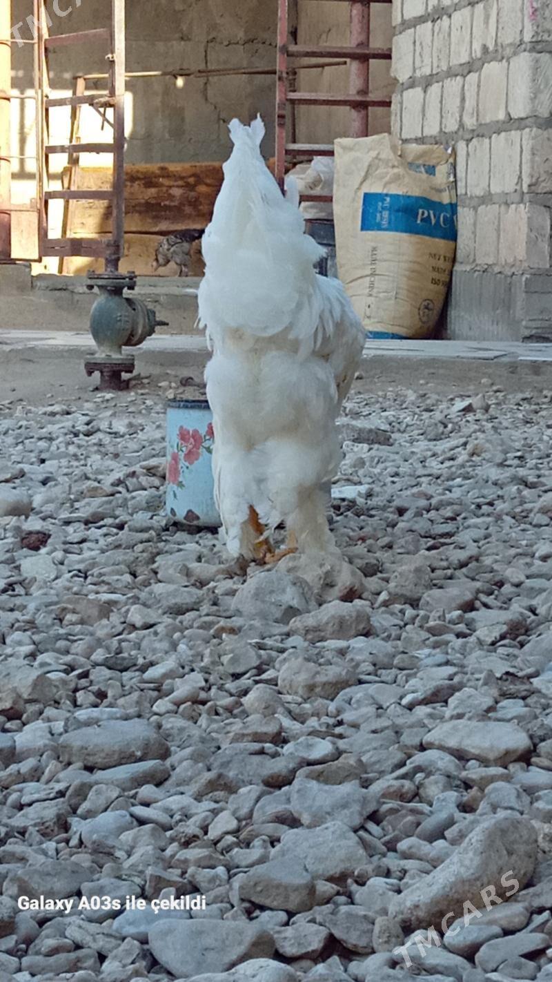 horaz - Гумдаг - img 3