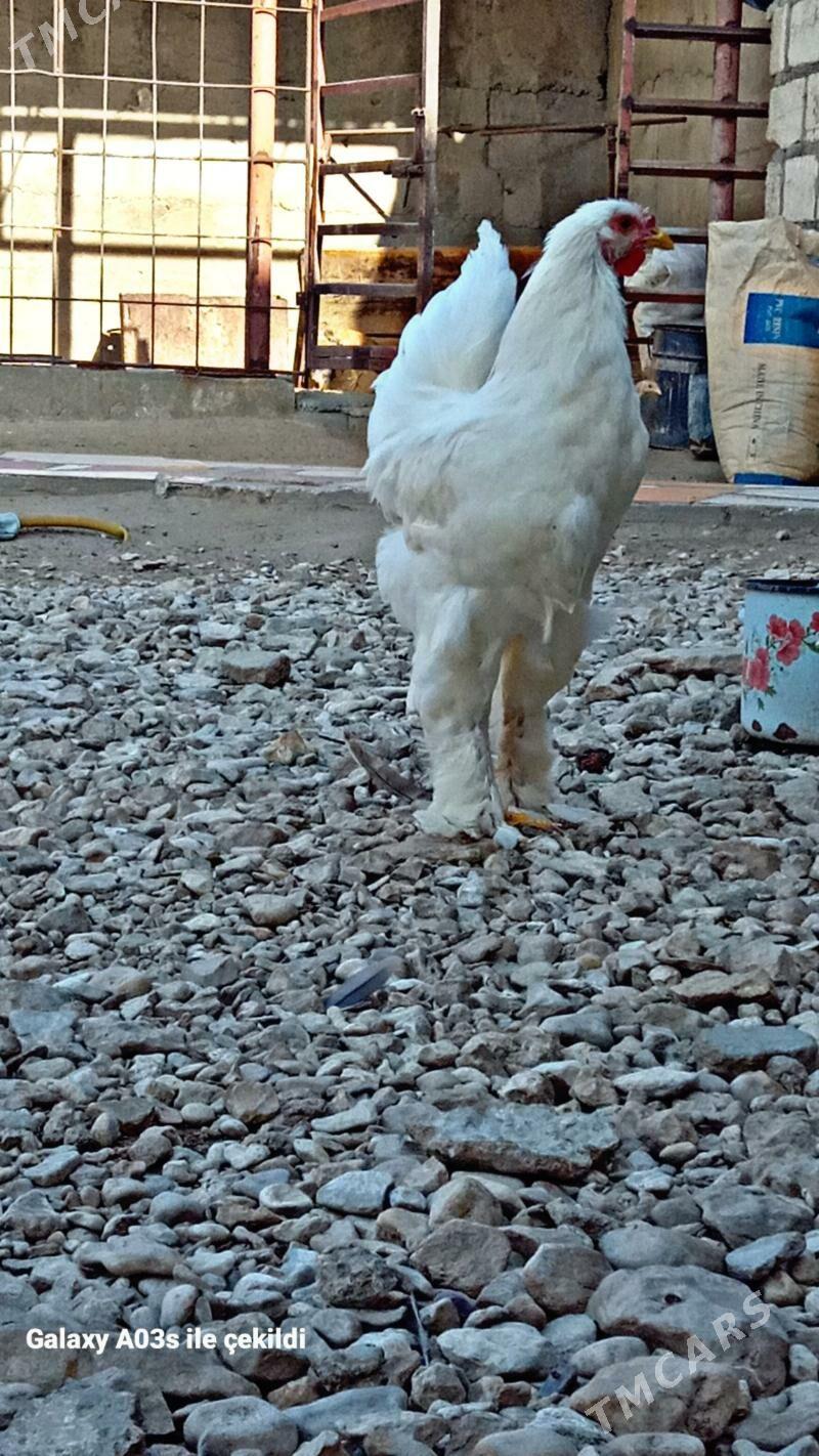 horaz - Гумдаг - img 1