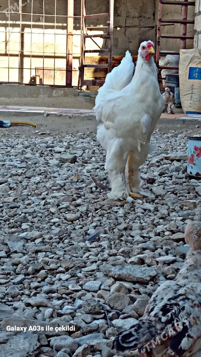 horaz - Гумдаг - img 4