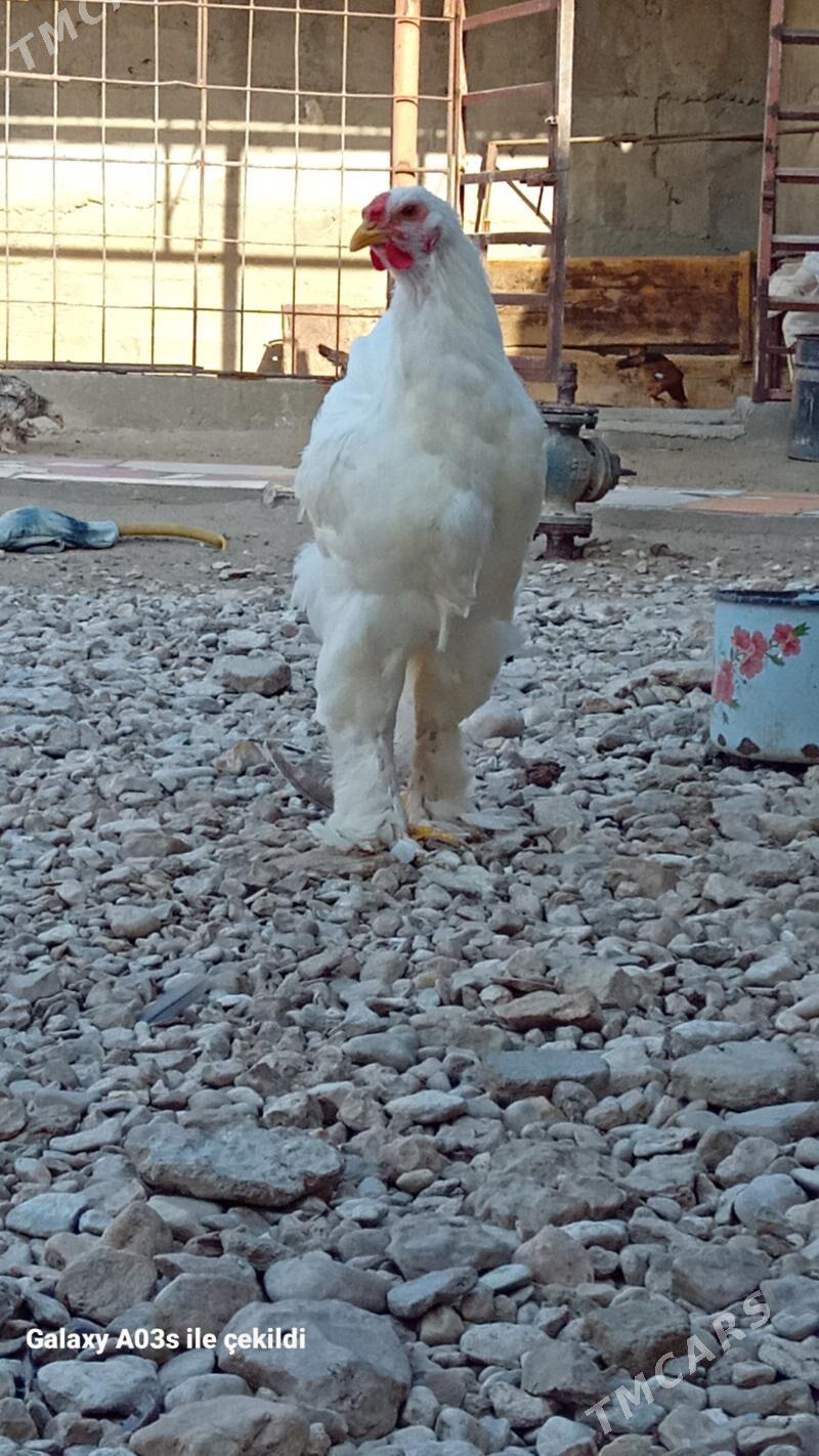 horaz - Гумдаг - img 2