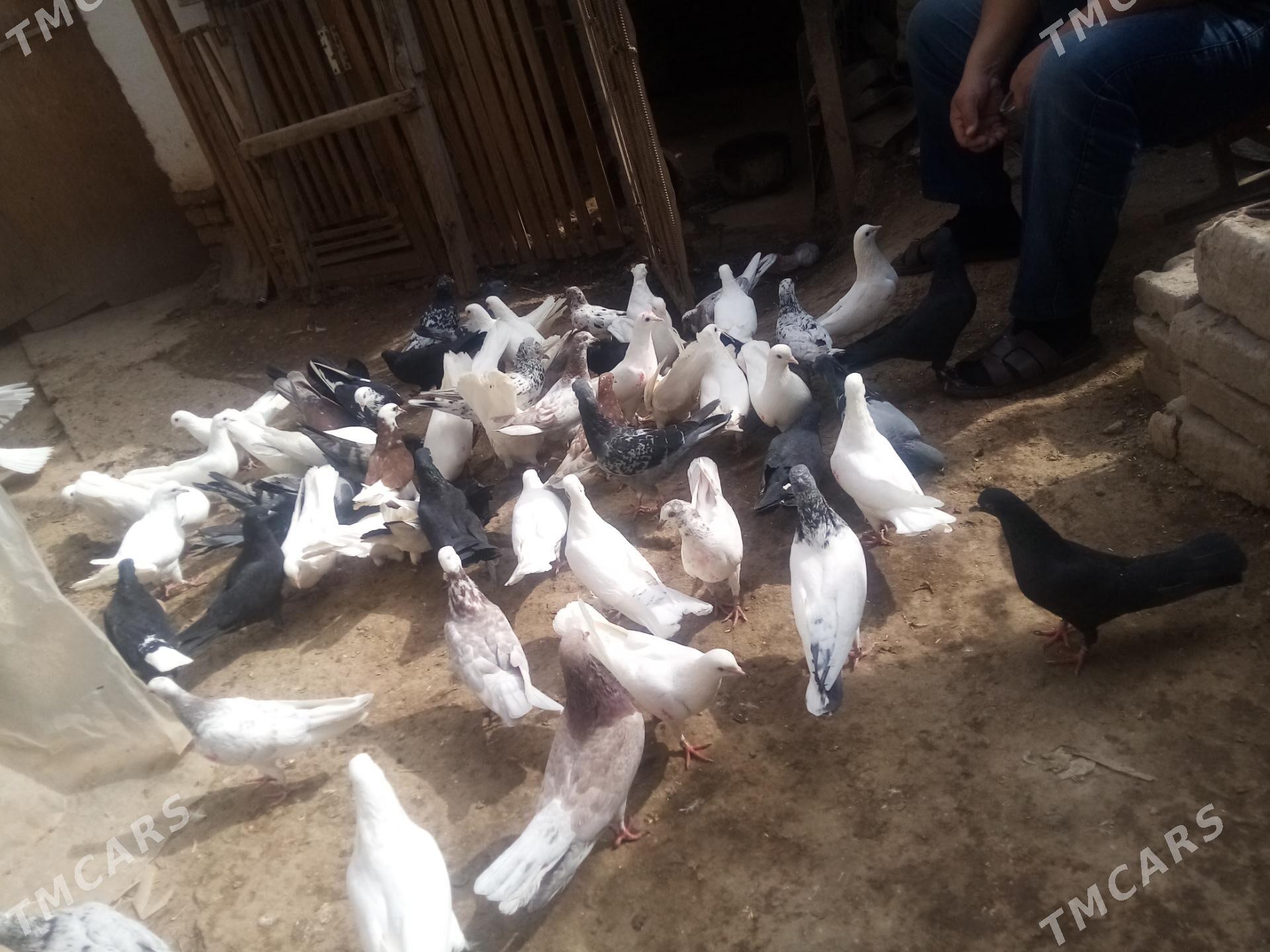 kepteri - Daşoguz - img 1