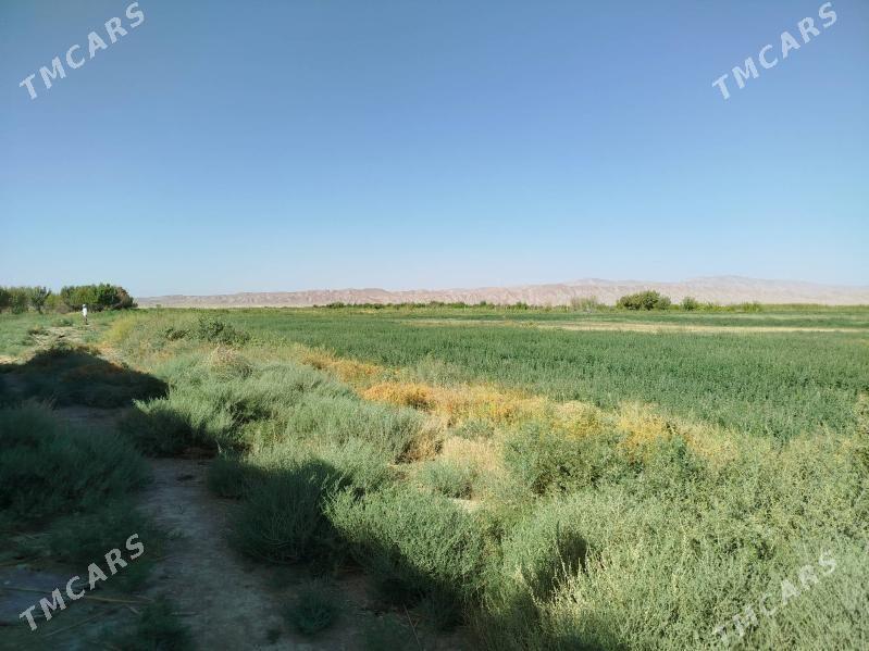 Ferma - Kaka - img 2