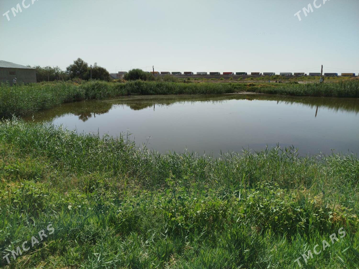 Ferma - Kaka - img 1