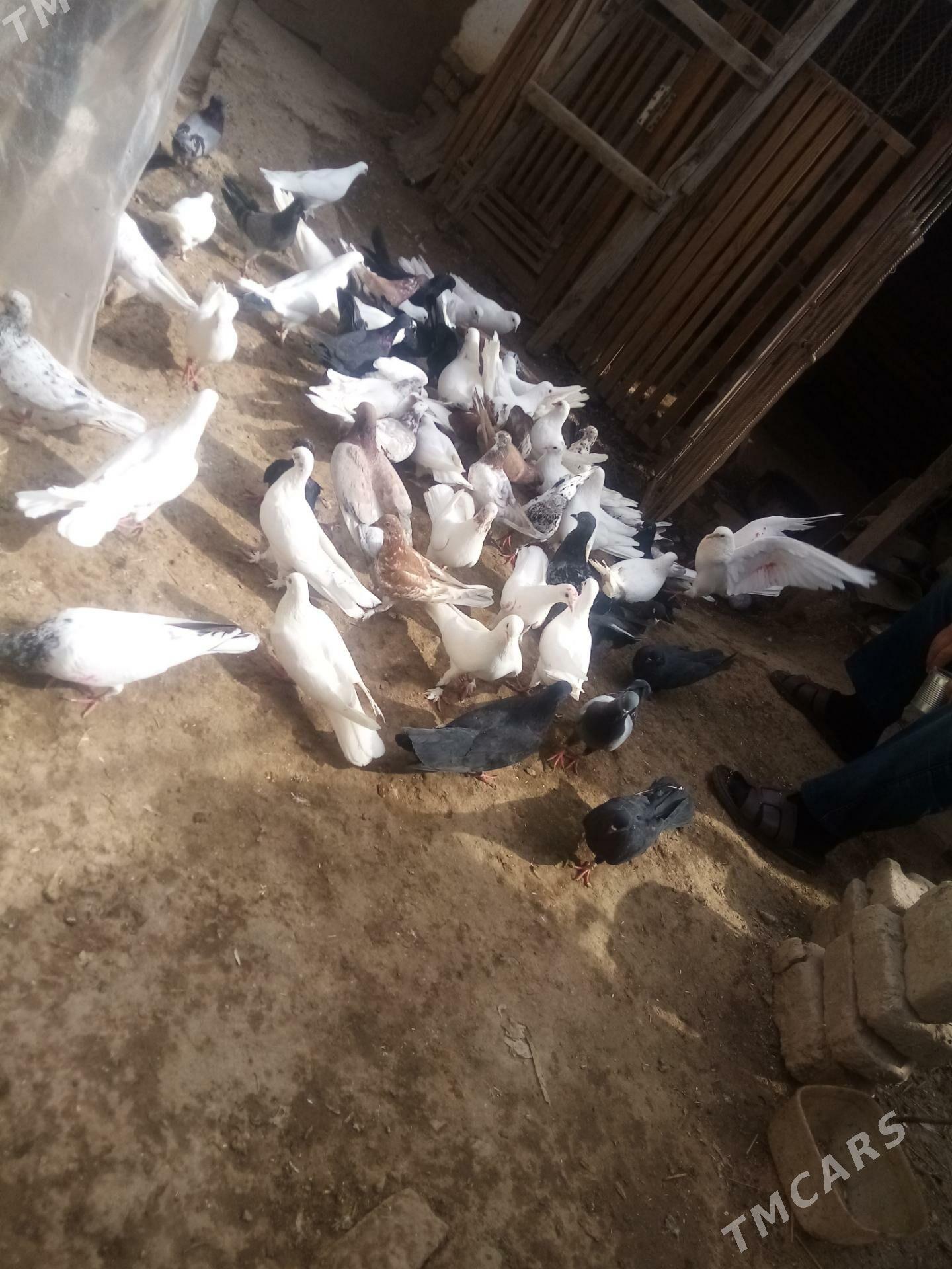 kepteri - Daşoguz - img 4