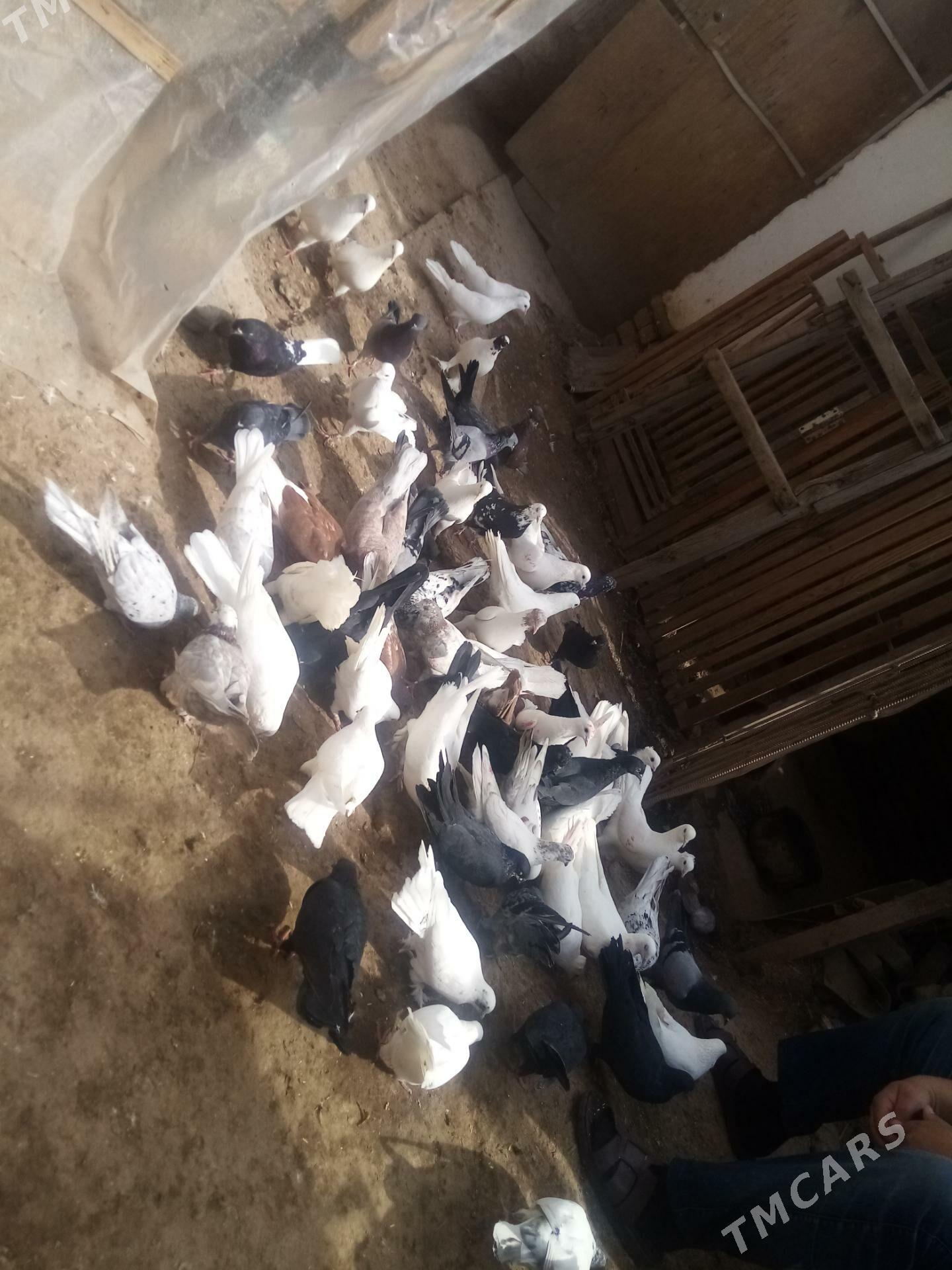 kepteri - Daşoguz - img 2