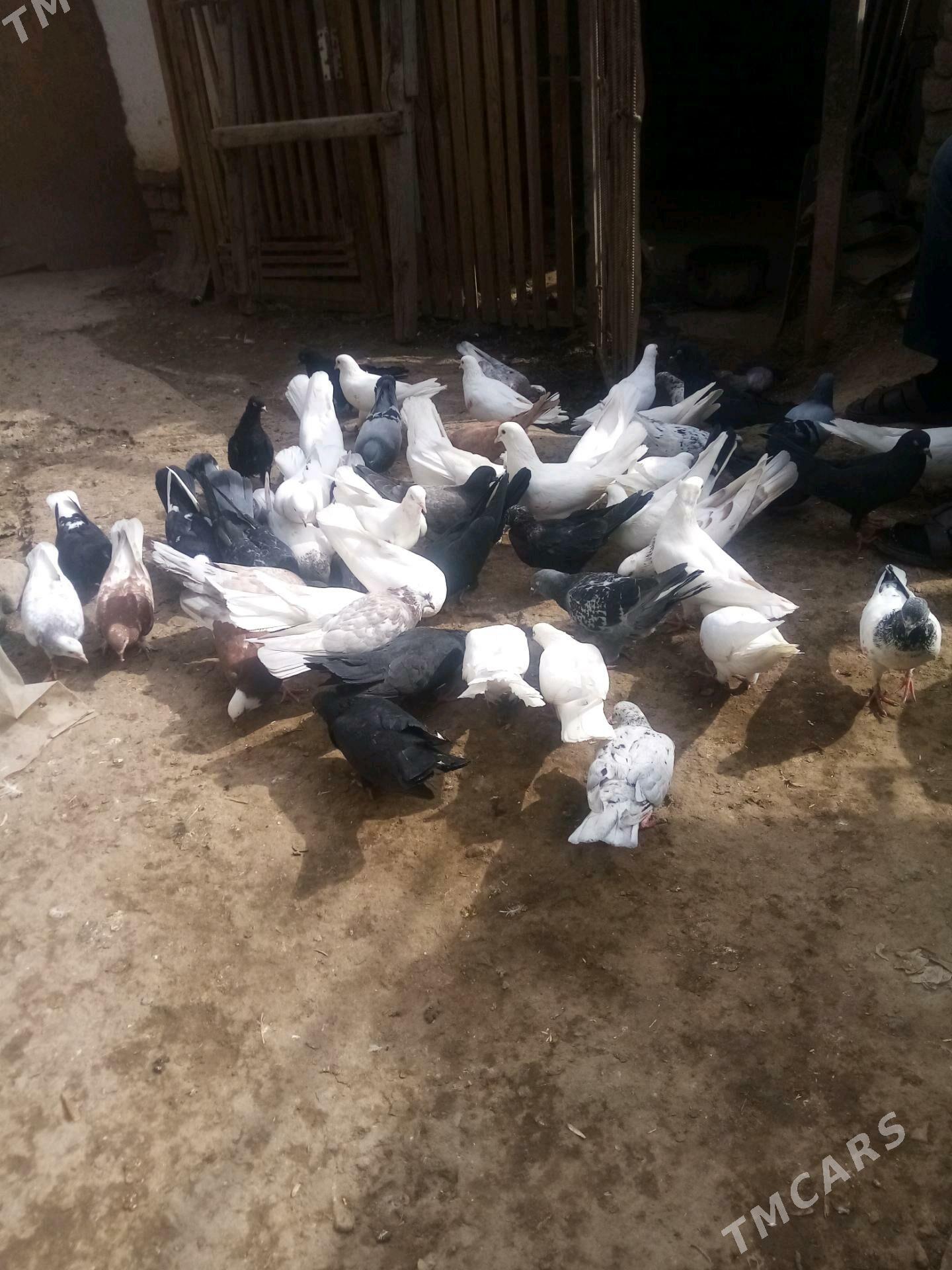 kepteri - Daşoguz - img 5