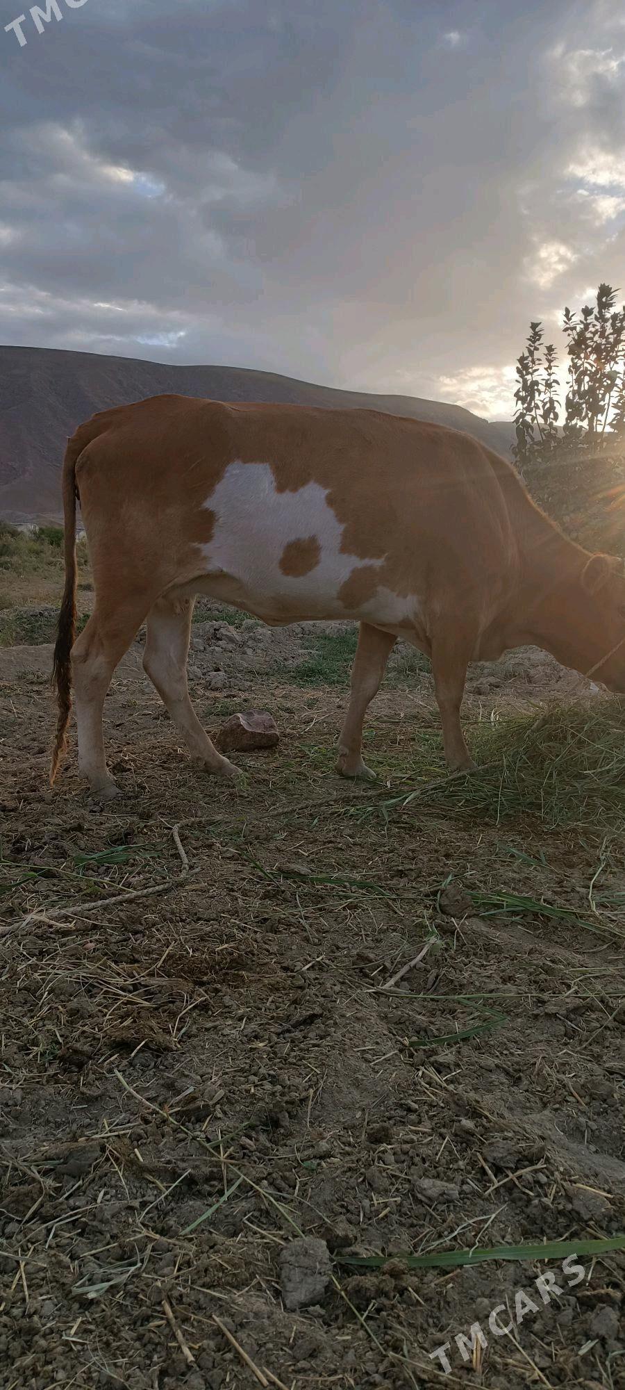 tuwe - Гёкдепе - img 1