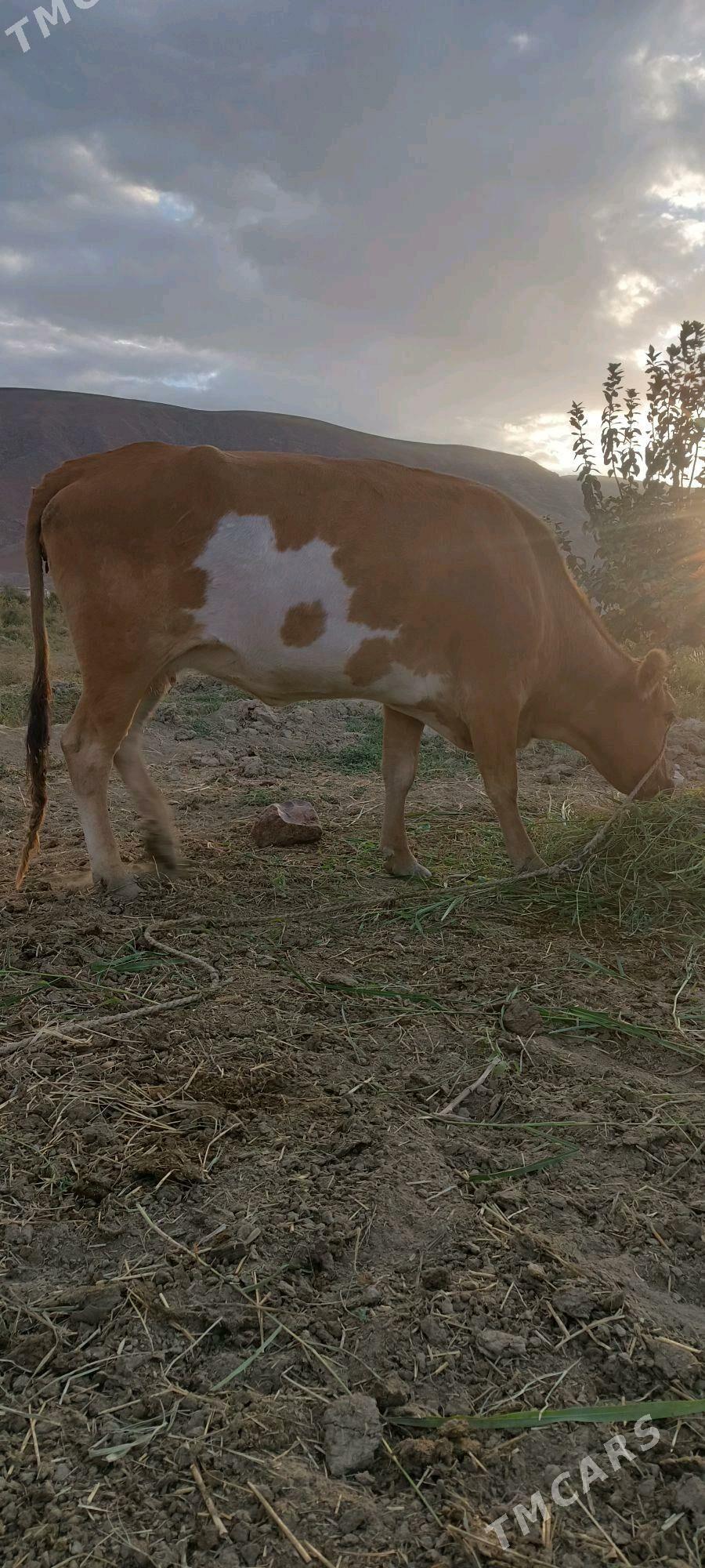 tuwe - Гёкдепе - img 2