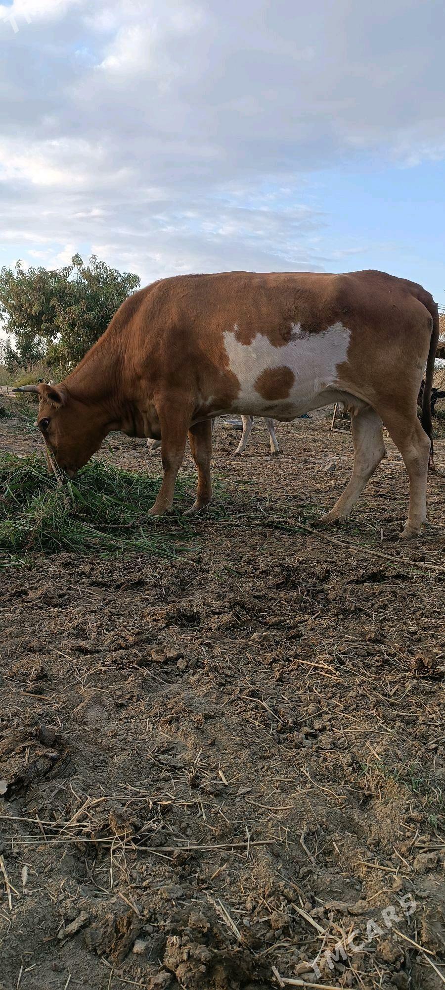 tuwe - Гёкдепе - img 3