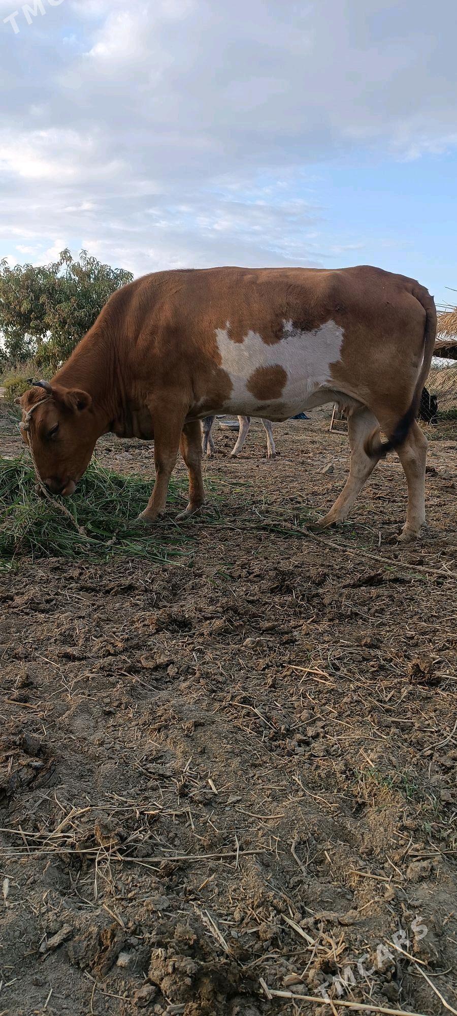 tuwe - Гёкдепе - img 4