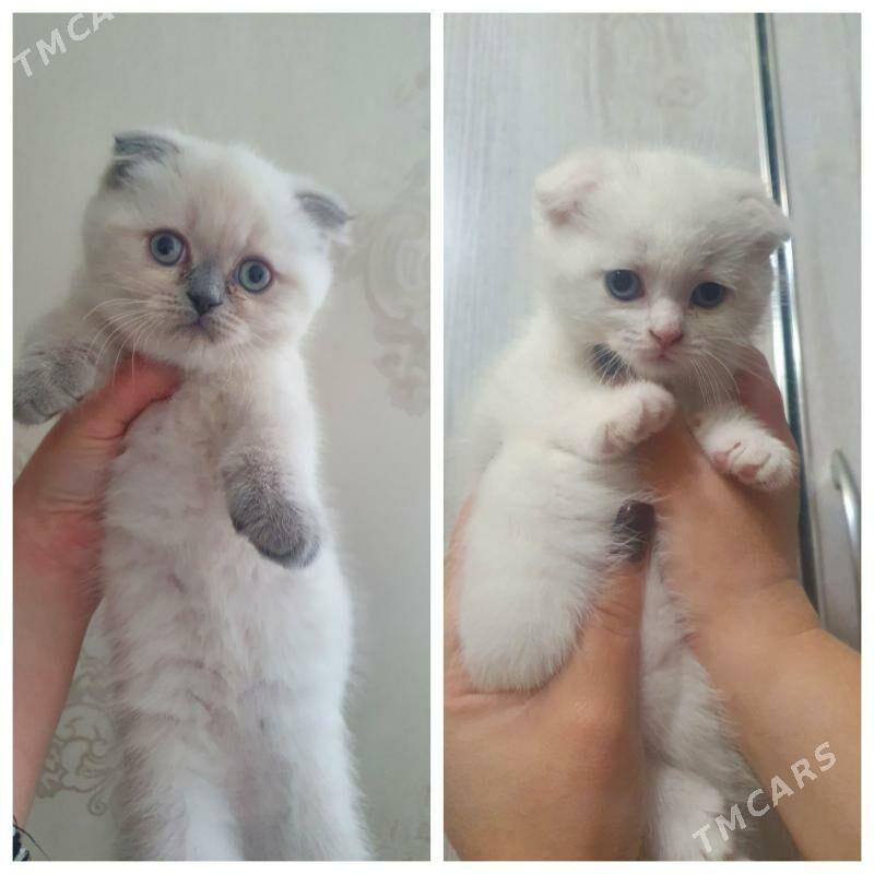 Шотландские котята - Ашхабад - img 1