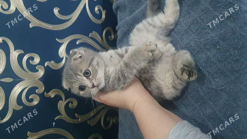 Шотландские котята - Ашхабад - img 2