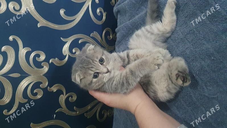 Шотландские котята - Ашхабад - img 3