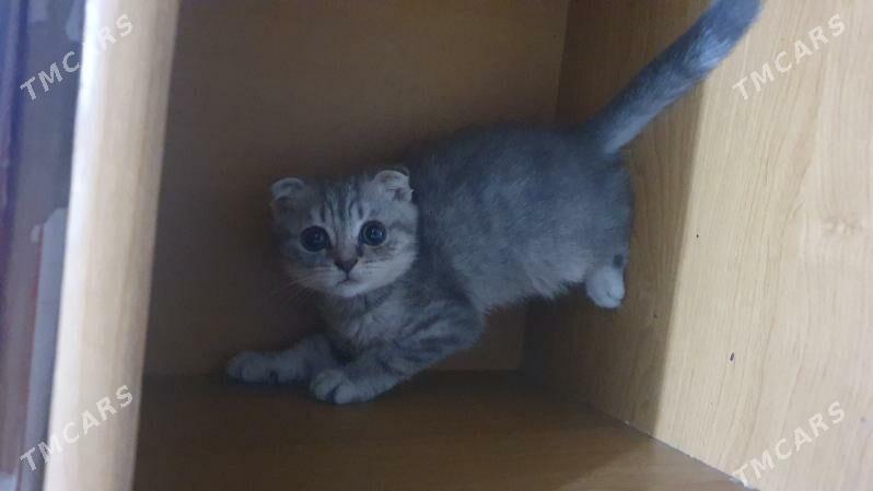 Шотландские котята - Ашхабад - img 4