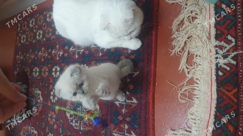 Шотландские котята - Ашхабад - img 9