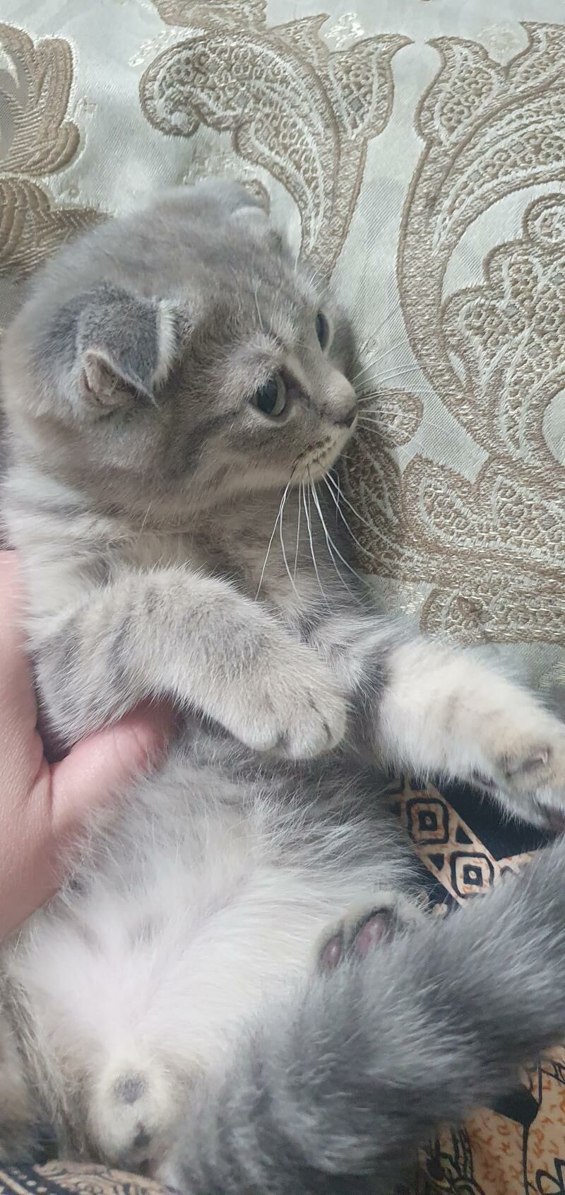 Шотландские котята - Ашхабад - img 8