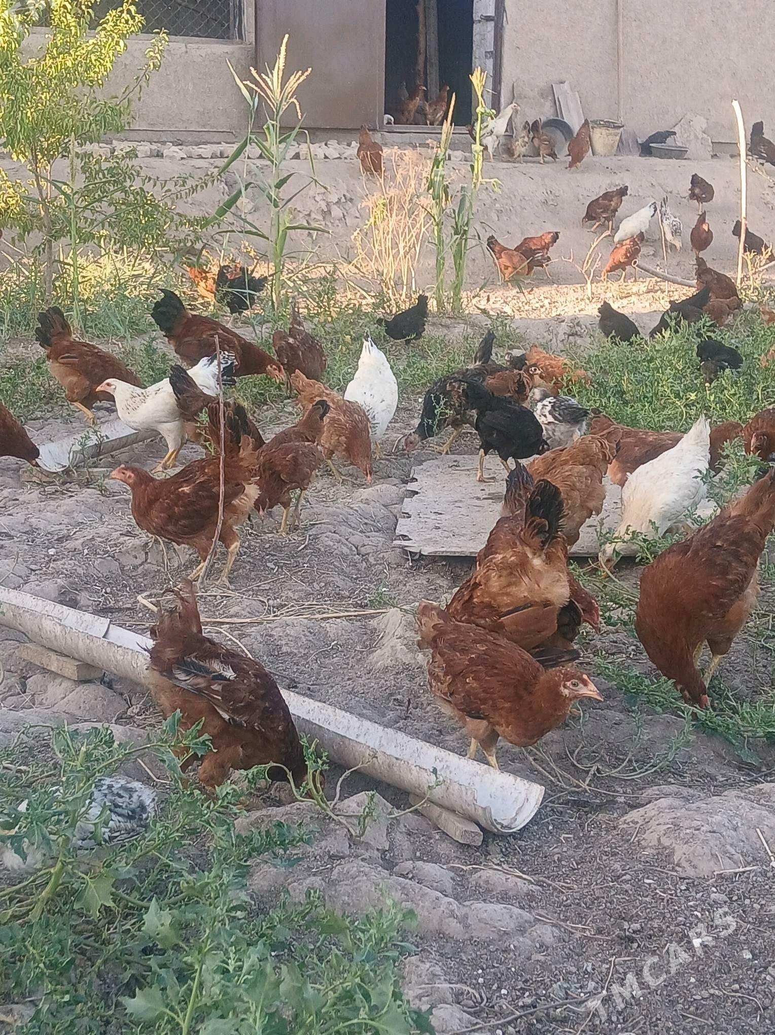 yaş horazlar - Şabat etr. - img 2