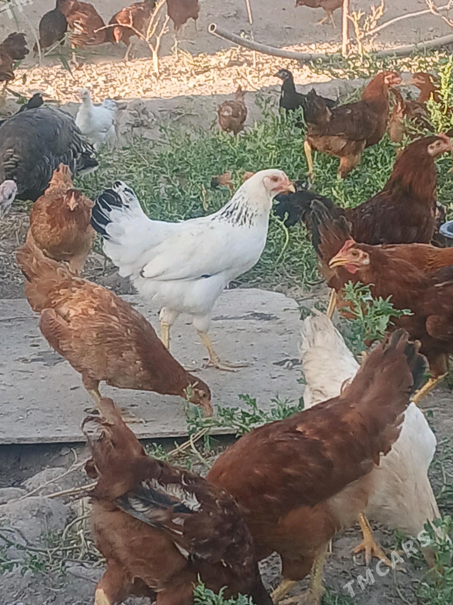 yaş horazlar - Şabat etr. - img 3