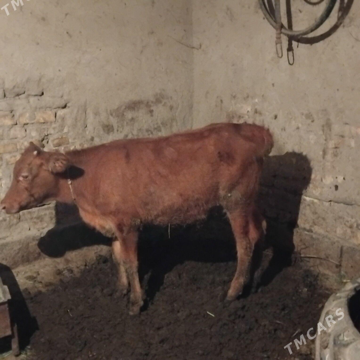 gulanjyn yas hemem okyzje yas - Sakarçäge - img 2