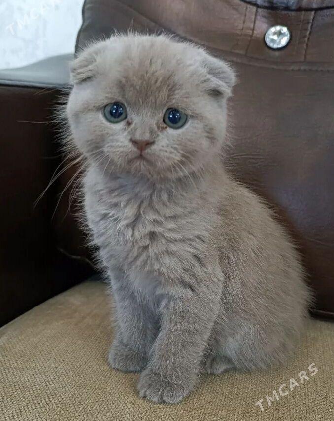 Шотландские котята - Ашхабад - img 3