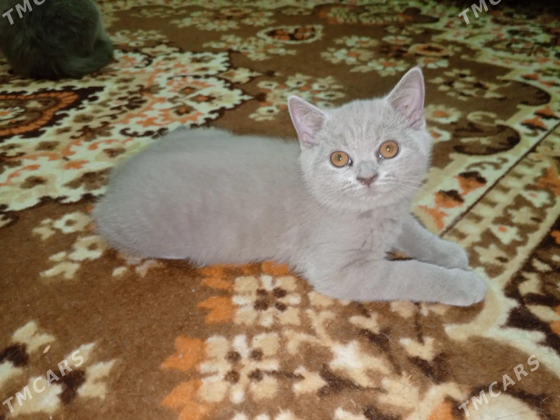 Шотландские котята - Ашхабад - img 4