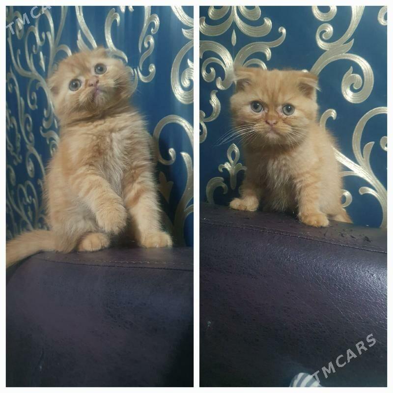 Шотландские котята - Ашхабад - img 6