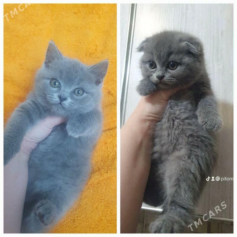 Шотландские котята - Ашхабад - img 7