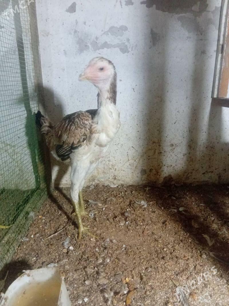 бойцовые курица - Türkmenabat - img 2