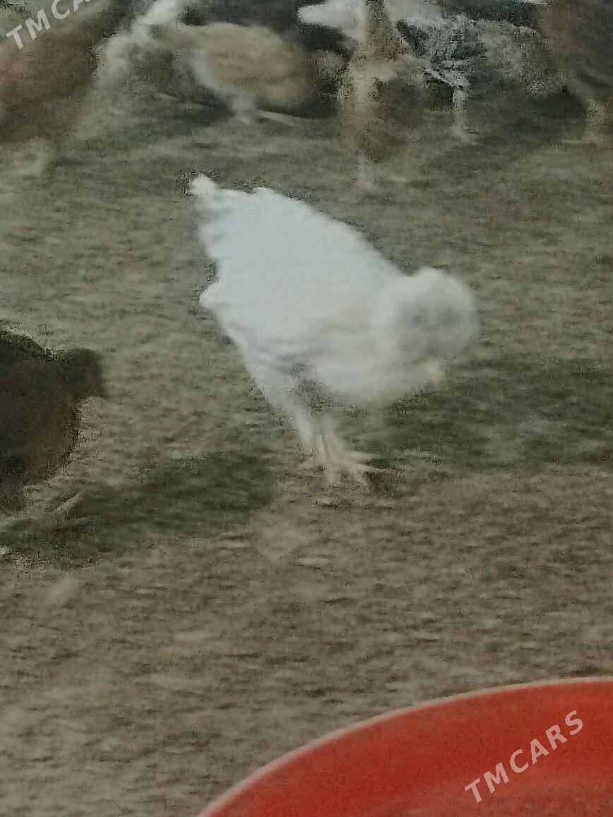 juje - Büzmeýin - img 1