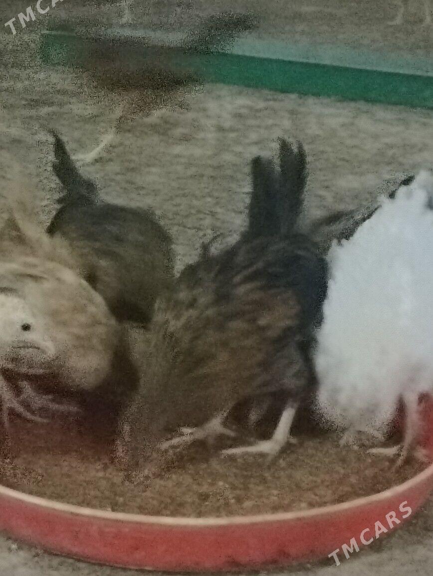 juje - Büzmeýin - img 2