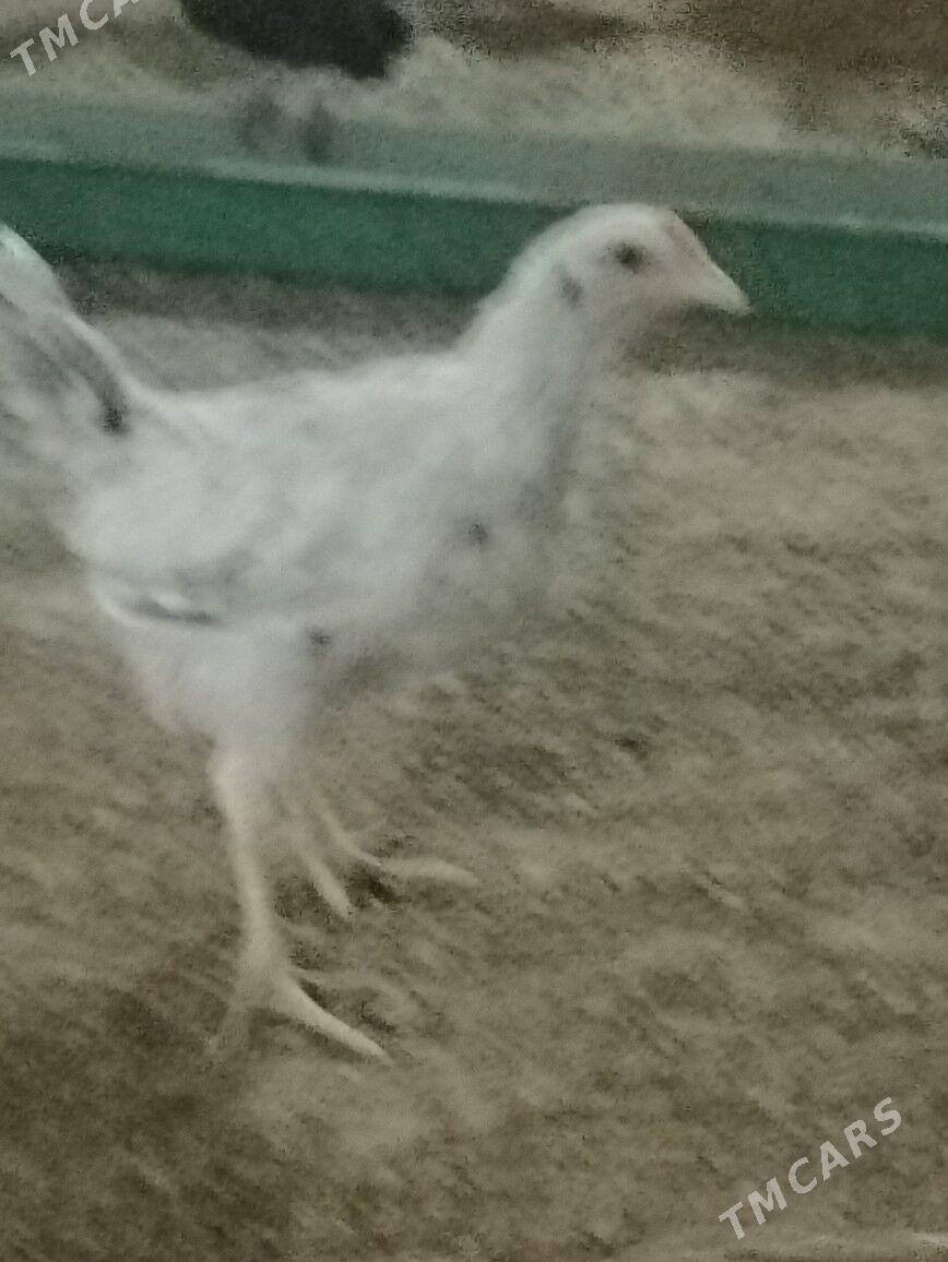 juje - Büzmeýin - img 3