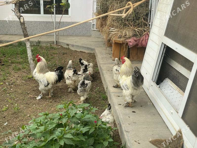 SATLYK PLAN  JAY - Гёкдже - img 2