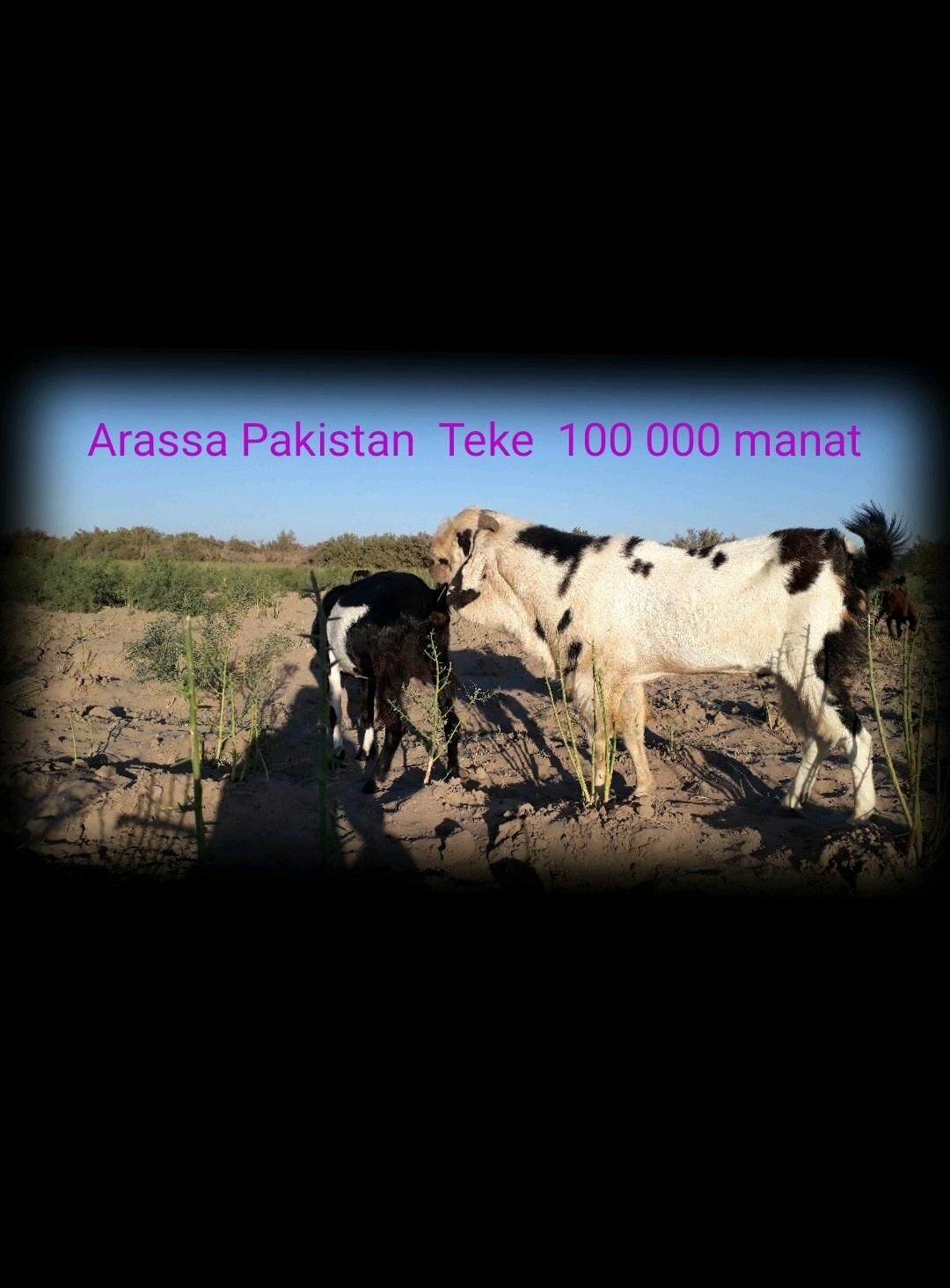 Pakistan Teke  - Dänew - img 4
