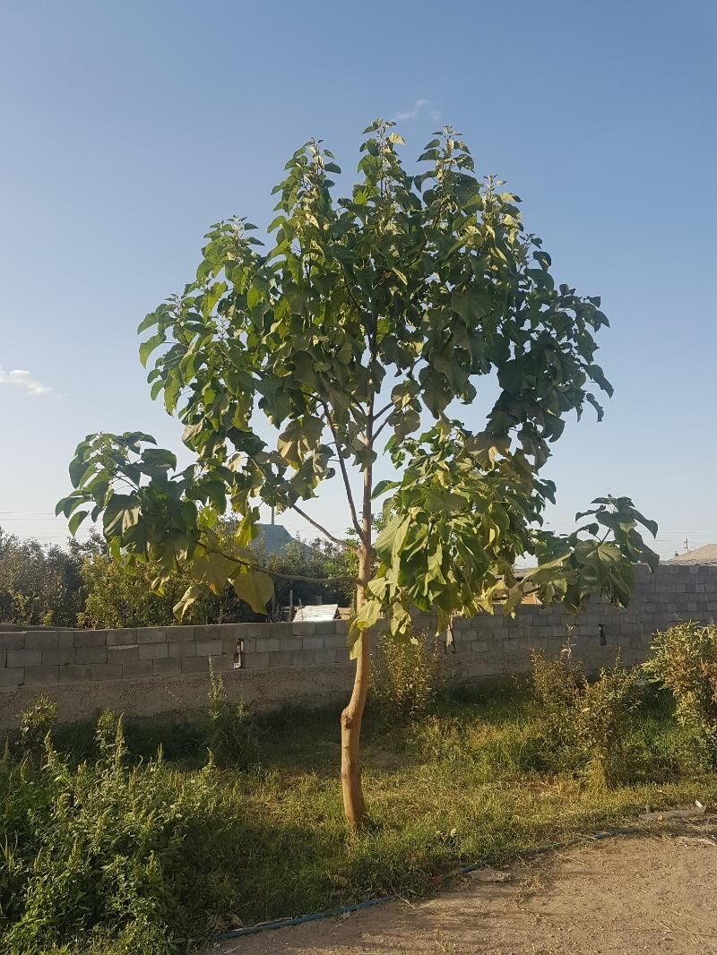 Bagyr Mirewe - Багир - img 2