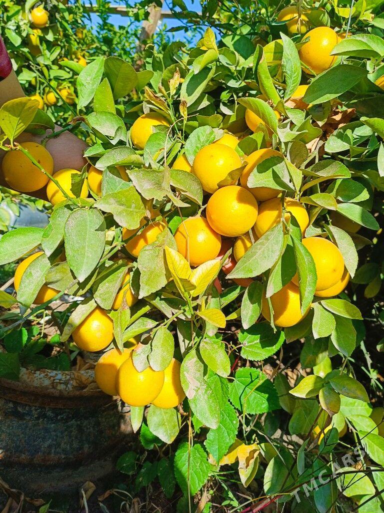 limon nahal - Sakarçäge - img 6