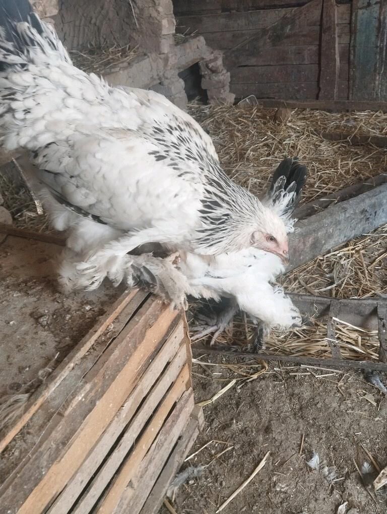 brama yetisen - Кака - img 2