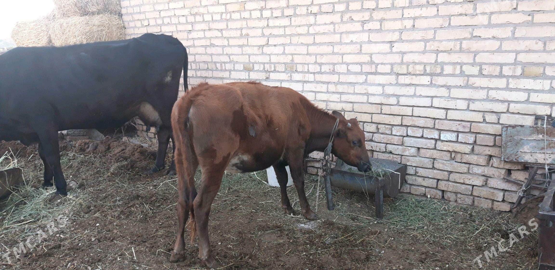 семиз унажын - Çärjew - img 3