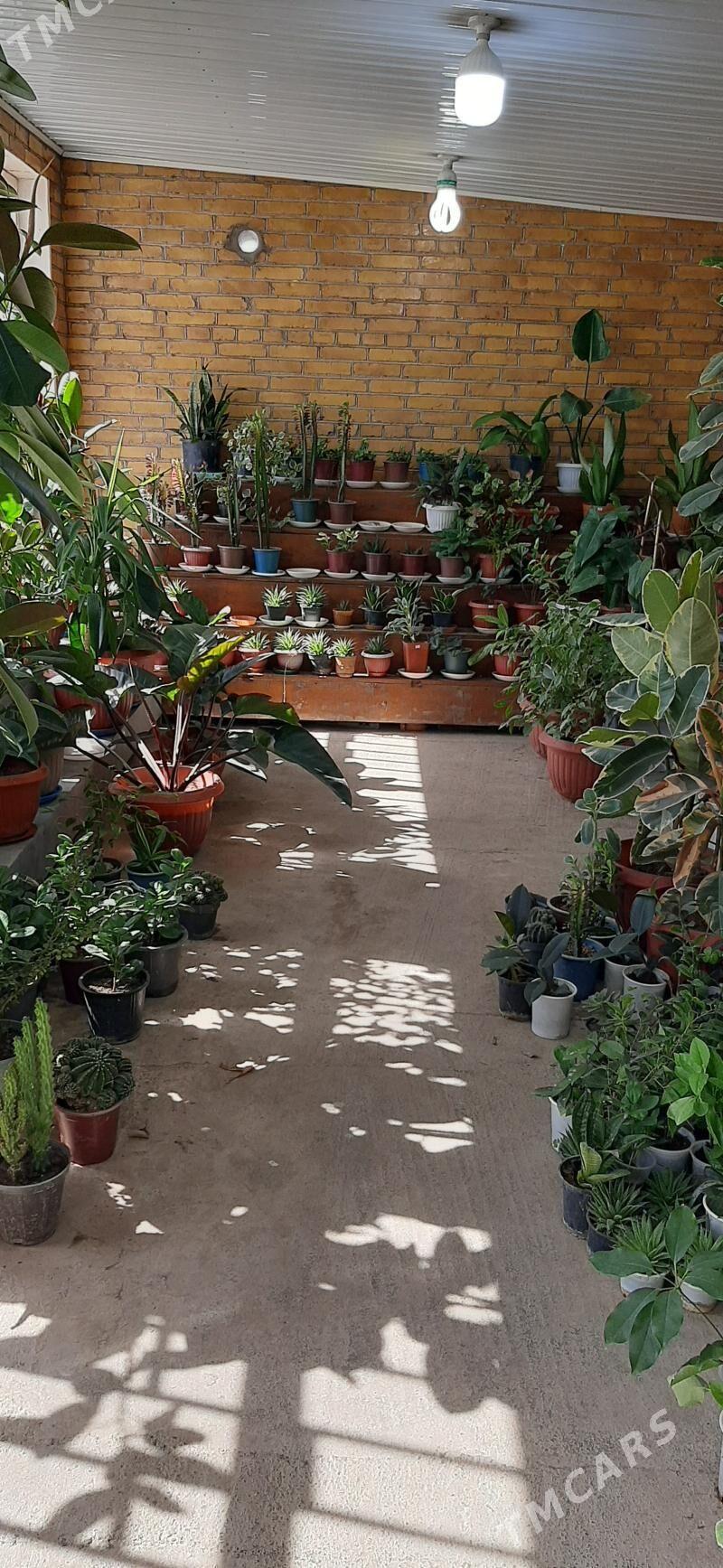 РАСПРОДАЖА ЦВЕТЫ GÜIIER ГУЛЛЕР - Çärjew - img 1