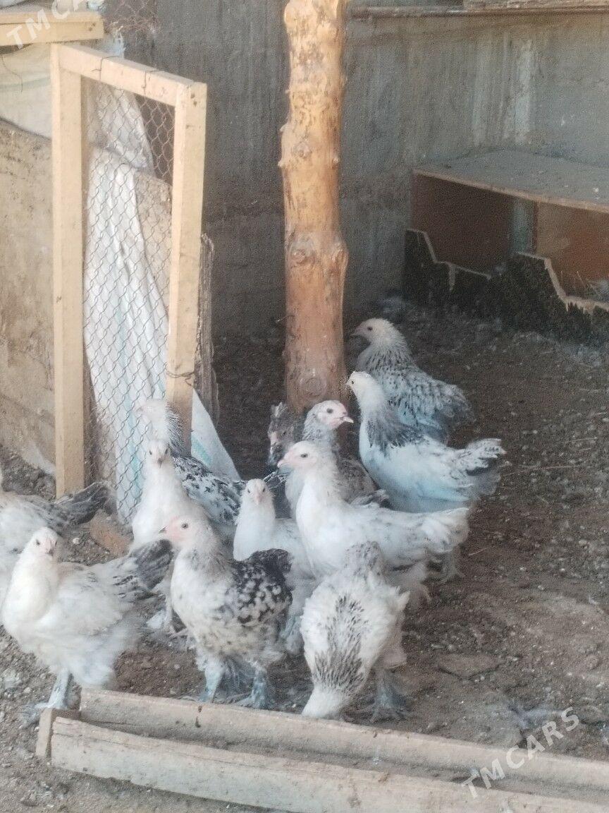 Brama jujo - Анев - img 2